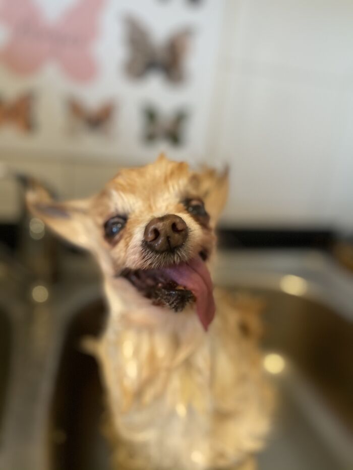 This Girl Loved Her Baths! Rip Sweet Girl ❤️