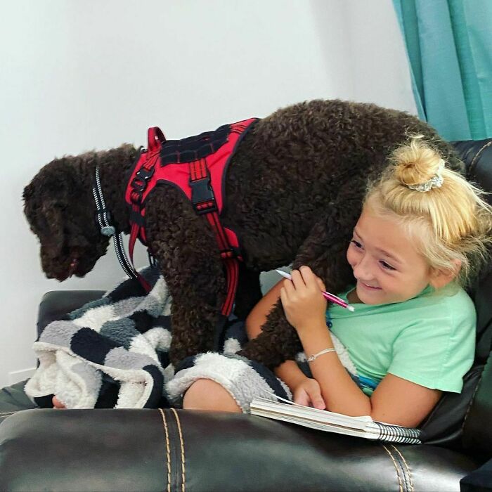This Is How A Standard Poodle Sits On You