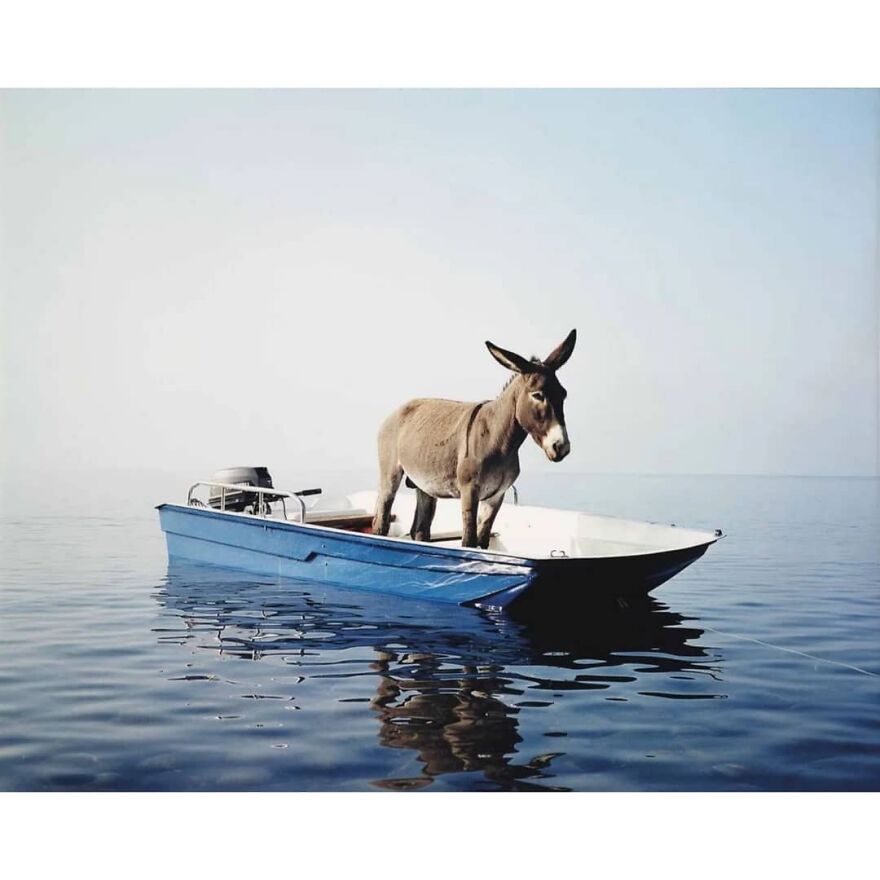 Here Are 62 Powerful Animal Images From Instagram "The Decisive Moments Magazine"