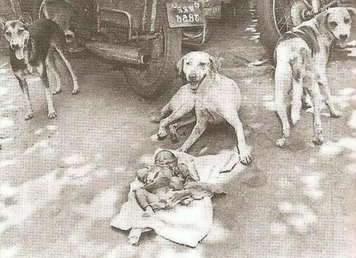 In 1996, A Newborn Baby Girl Was Left In A Garbage Can Near The City Of Kolkata, India. Three Friendly Street Dogs Discovered And Protected Her For Nearly Two Days, Even Attempting To Feed The Child Before Authorities Were Contacted And The Young One Was Saved