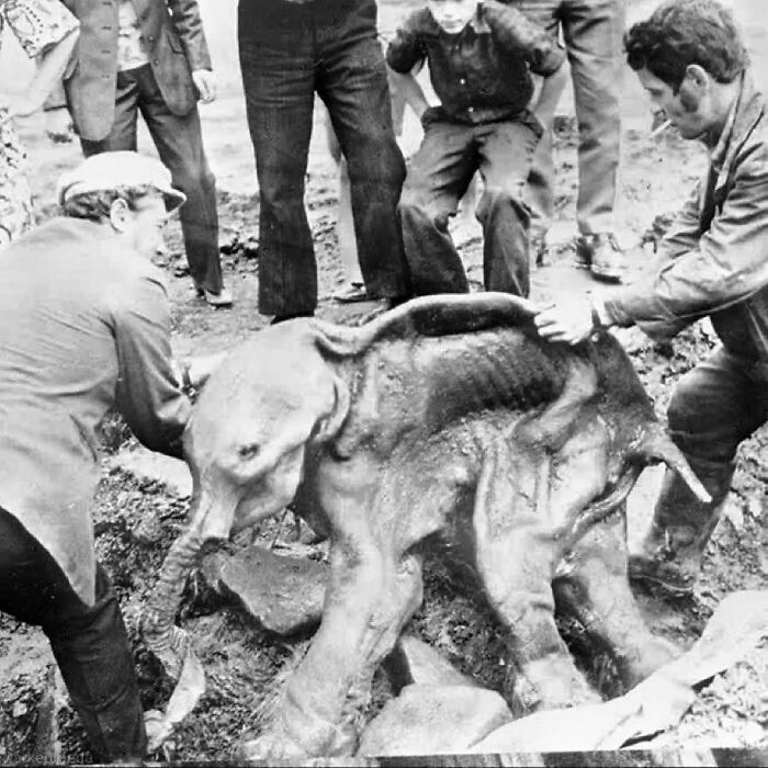 Two Men Remove The Preserved Carcass Of A Juvenile Mammoth That Was Unintentionally Excavated From The Permafrost In Siberia In 1977 By A Miner's Bulldozer. ⁣