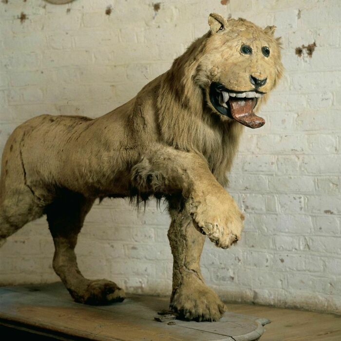 En 1731, el rey Federico I de Suecia envió su león favorito, que había fallecido, a un taxidermista, y esto es lo que recibió. Hasta el día de hoy, el león del rey Federico es exhibido en el castillo de Gripsholm, una antigua residencia real que, ahora, es un museo en Mariefred, Södermanland, Suecia