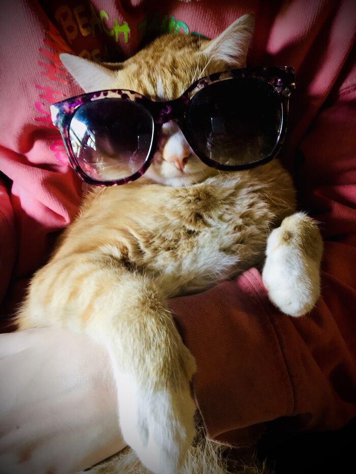 Milocat. The Bestest Kitty Ever ☺️