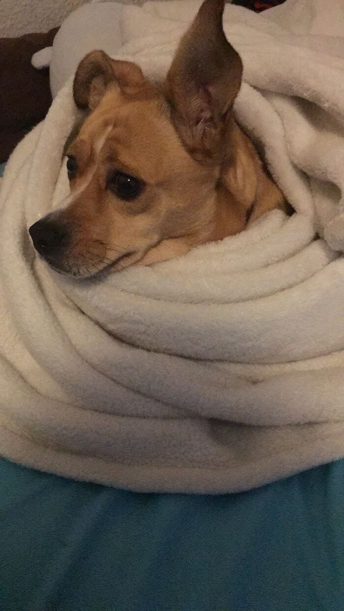 Burrito