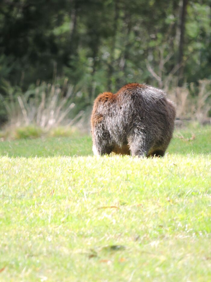 Can You Identify This Famous Australian Animal?