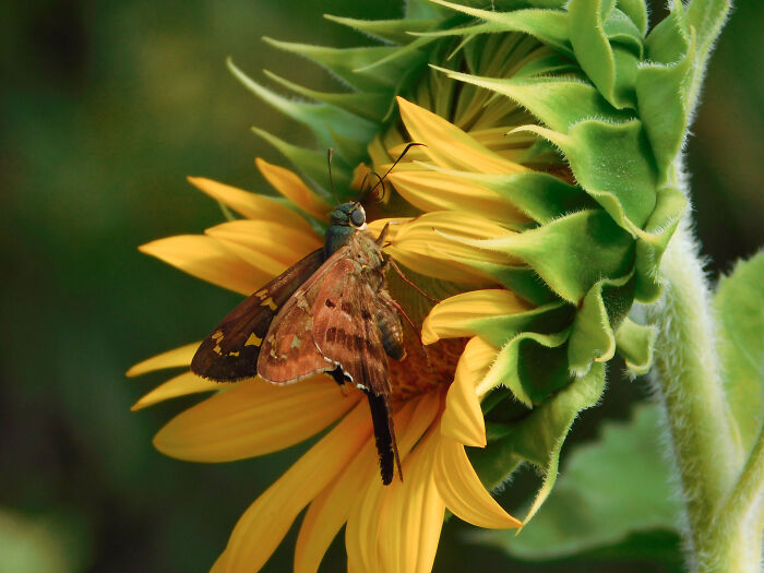 Butterfly On A Sunflower, My Favorite Flower 