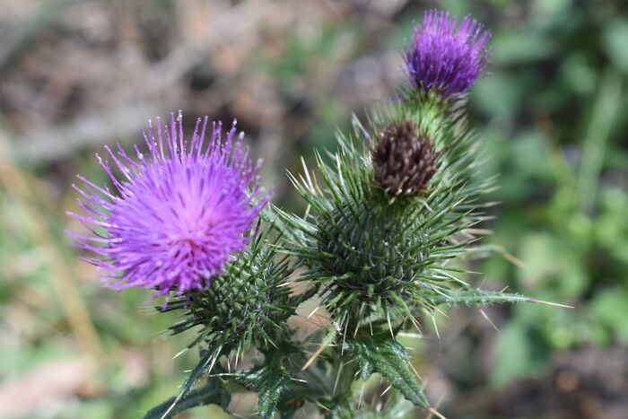 I Managed To Get Some Good Shots Of Thistles Before They Had To Be Removed From My Mum's Property.