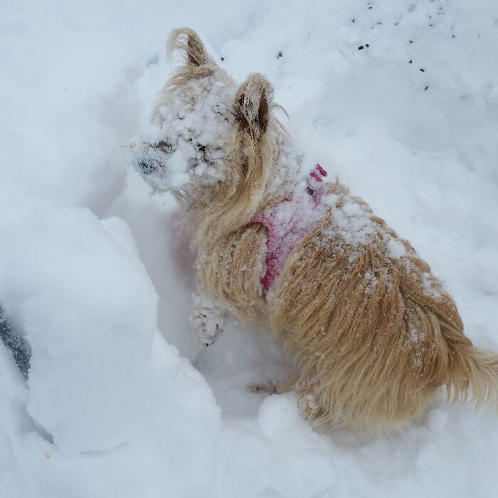 But Dottie Dawg Thought Last Winter Was Fabulous!