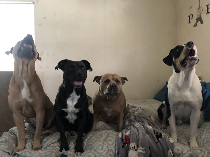 My Sweet Derpy Pitties! Mama, Dadddy And Their 2 Pups!!