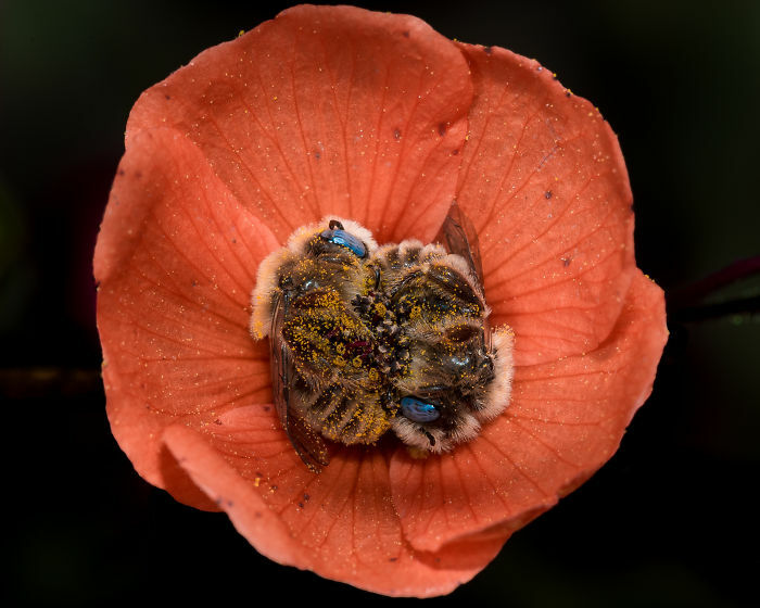 Bees Napping In A Flower. They Often Need A Rest Before Returning Back To The Hive Full Of Pollen!