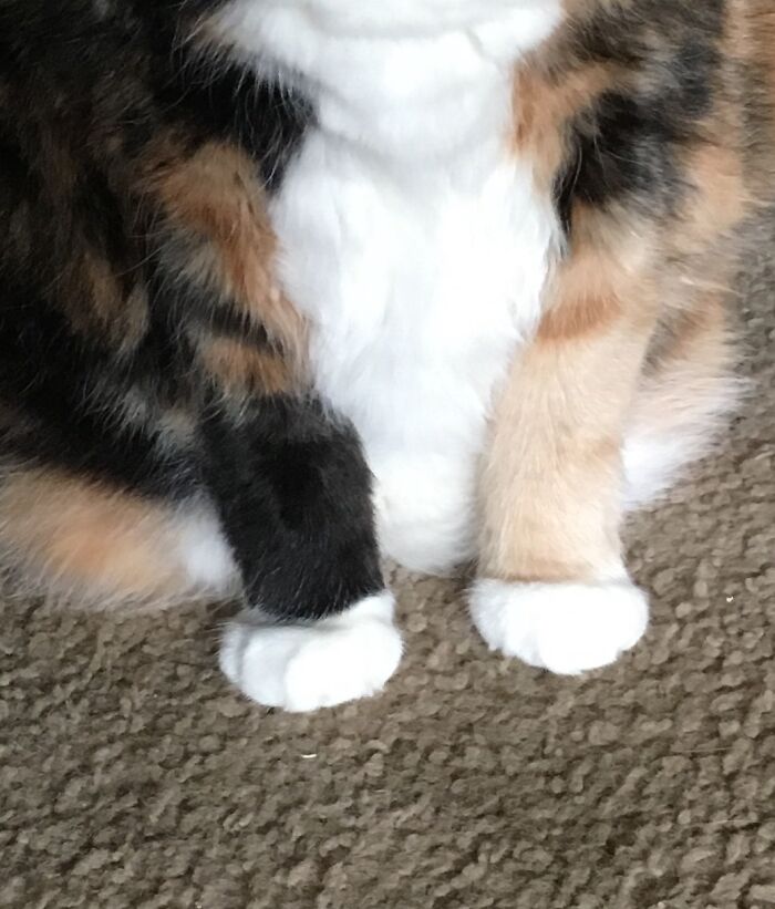 I Called Her Marshmallow Feet