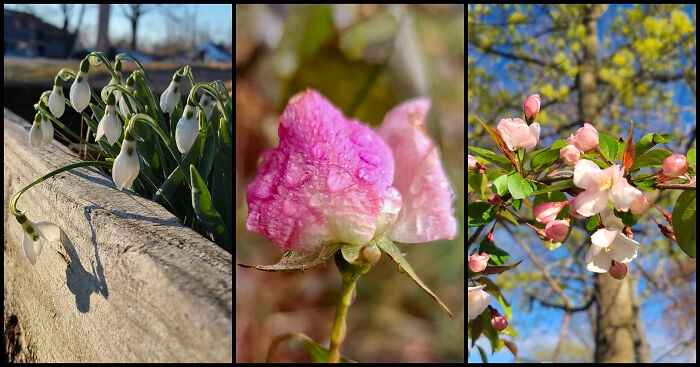Photographer Captures Nature Through Her Lens On Early Morning Walks (5 Pics)