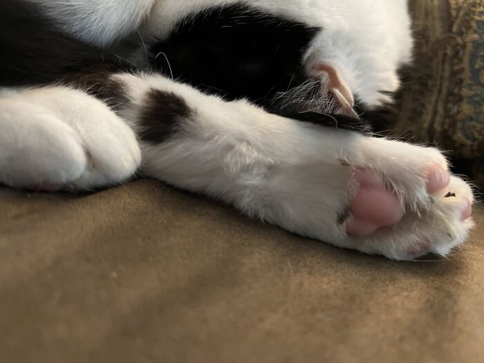 Outdoor Kitty Fell Asleep Cleaning His