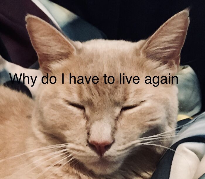 Can’t I Just Sleep Forever