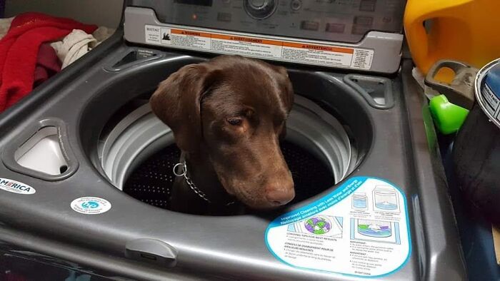 One Of My Family’s Dogs, C.c., In The Washing Machine As A Puppy