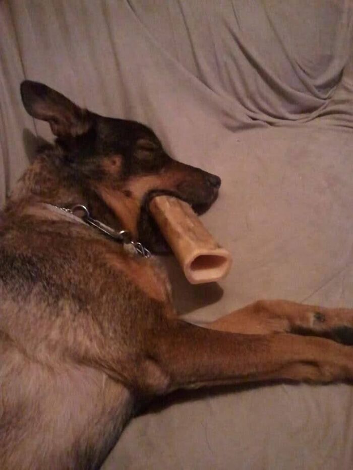 Deja... Would Always Fall Asleep With 3-4 Stuffies In Her Mouth. This Time, I Caught Her Asleep With Her Bone Hanging Out Like A Stogie!