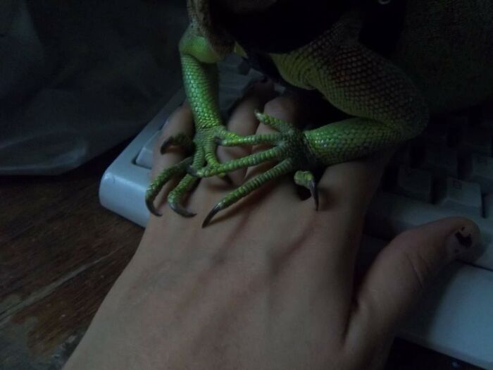 My Iguana's Claws When She Was A Baby
