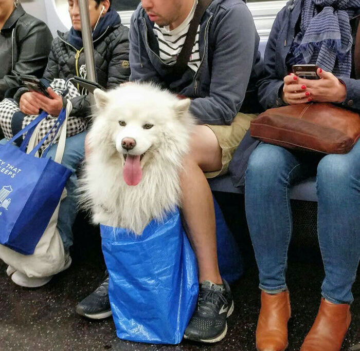 El metro de Nueva York ha prohibido los perros a menos que quepan en una bolsa. Los neoyorquinos se pusieron creativos