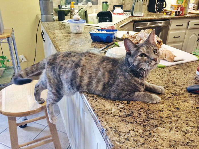 Roxy Knows She's Allowed On The Barstool, And Not On The Counter. Roxy Also Likes To Test Her Limits