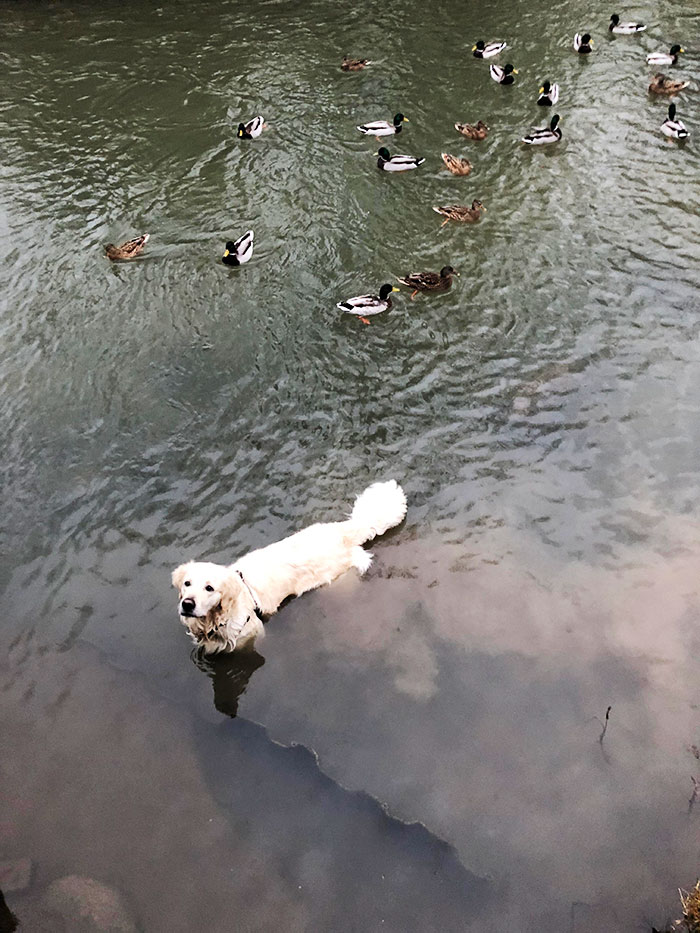 He Saw Us Feeding The Ducks And Pretended To Be One