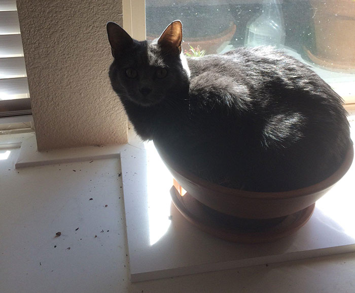My Cat Sits In A Pot Of Dirt When She Isn't Allowed To Go Outside