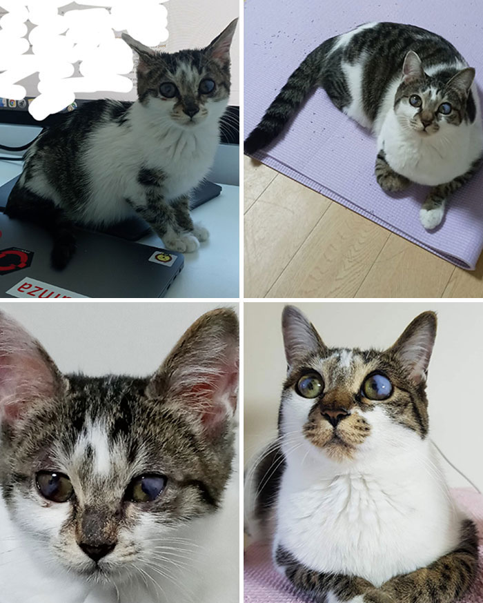 From A Scared, Sick Kitten To A Beautiful, Healthy Lady