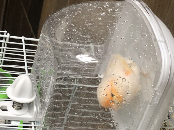 My Bird Isn't Very Funny But He's Crazy About Baths