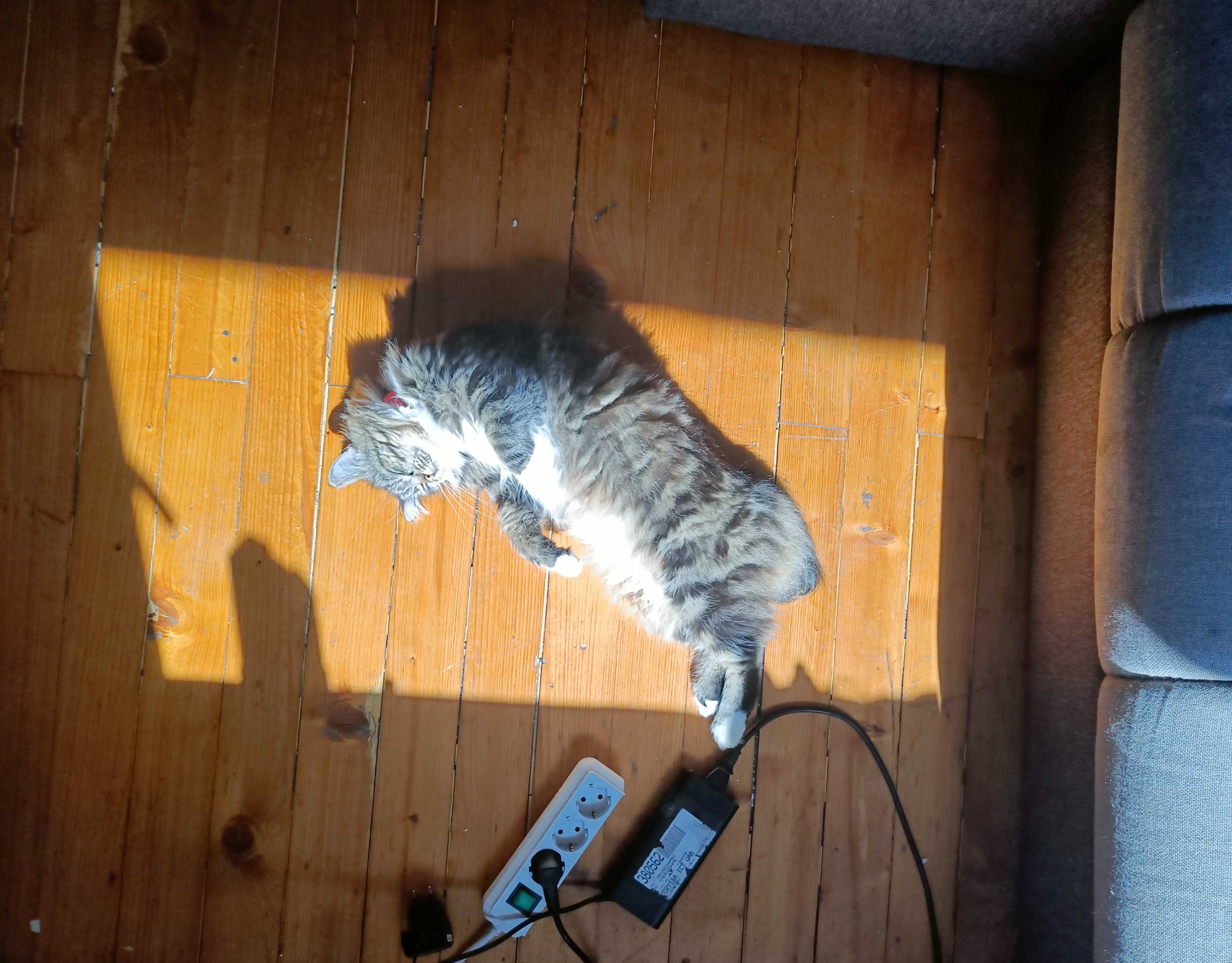 Hey Pandas, Post Your Pet Enjoying The Weather (Closed)