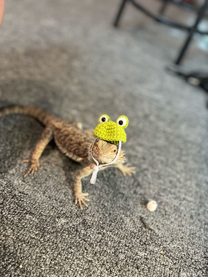 Luz And Her Frog Hat