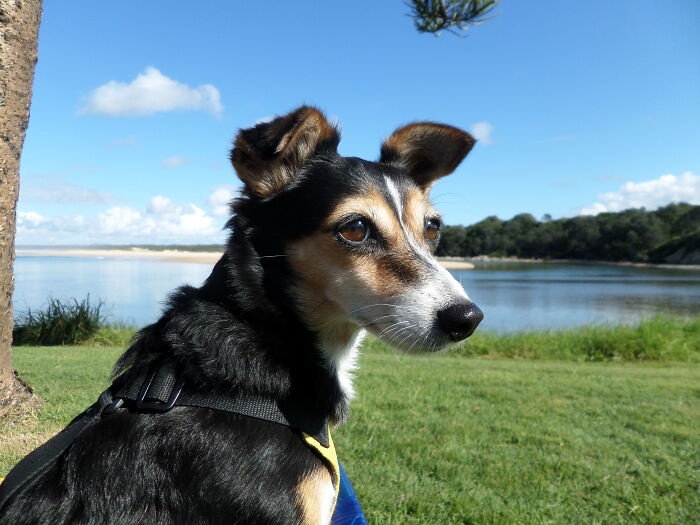 Cutest Doggy In The World.