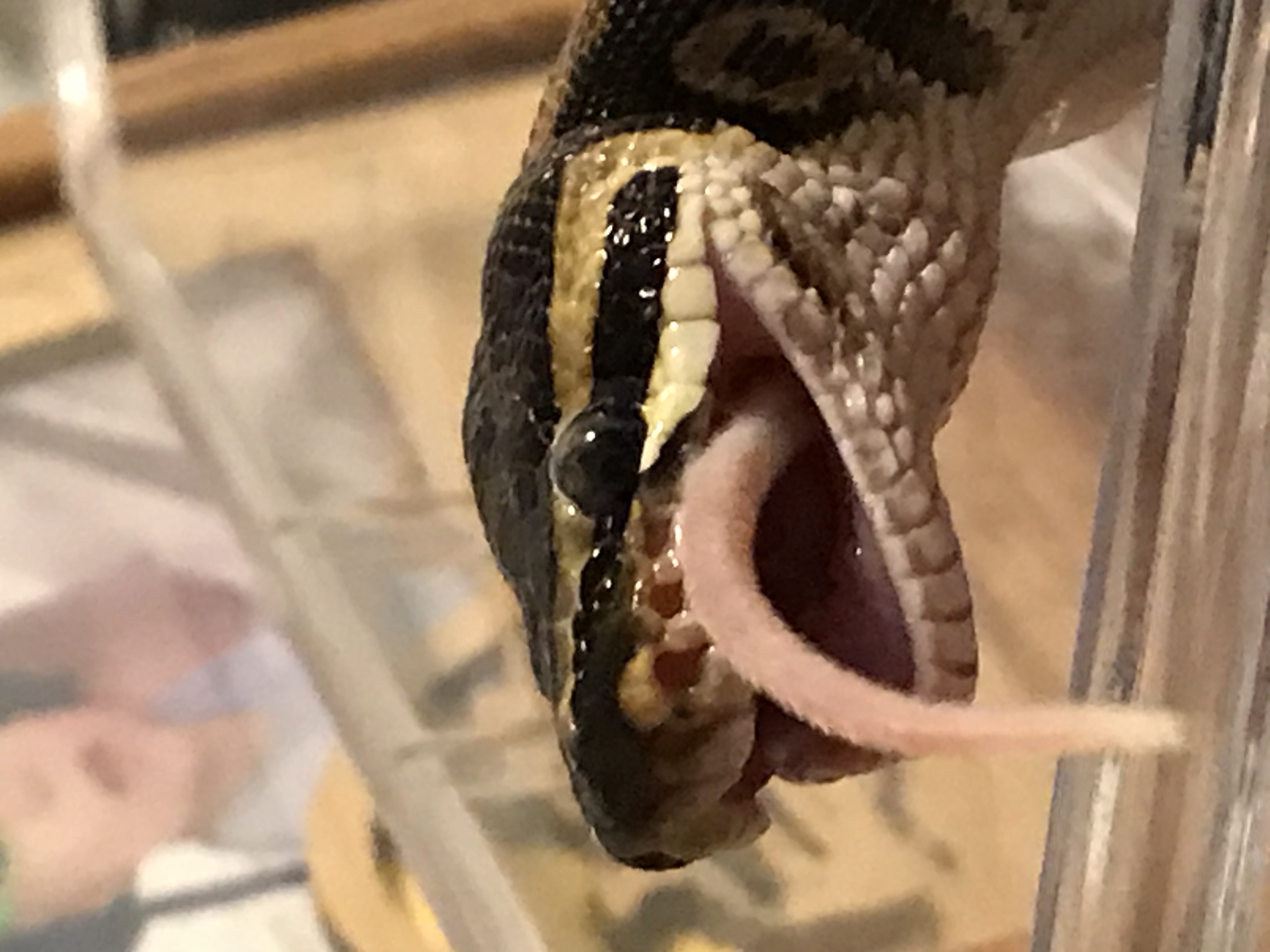 Hey Pandas, Post The Cutest Pic Of Your Snake!
