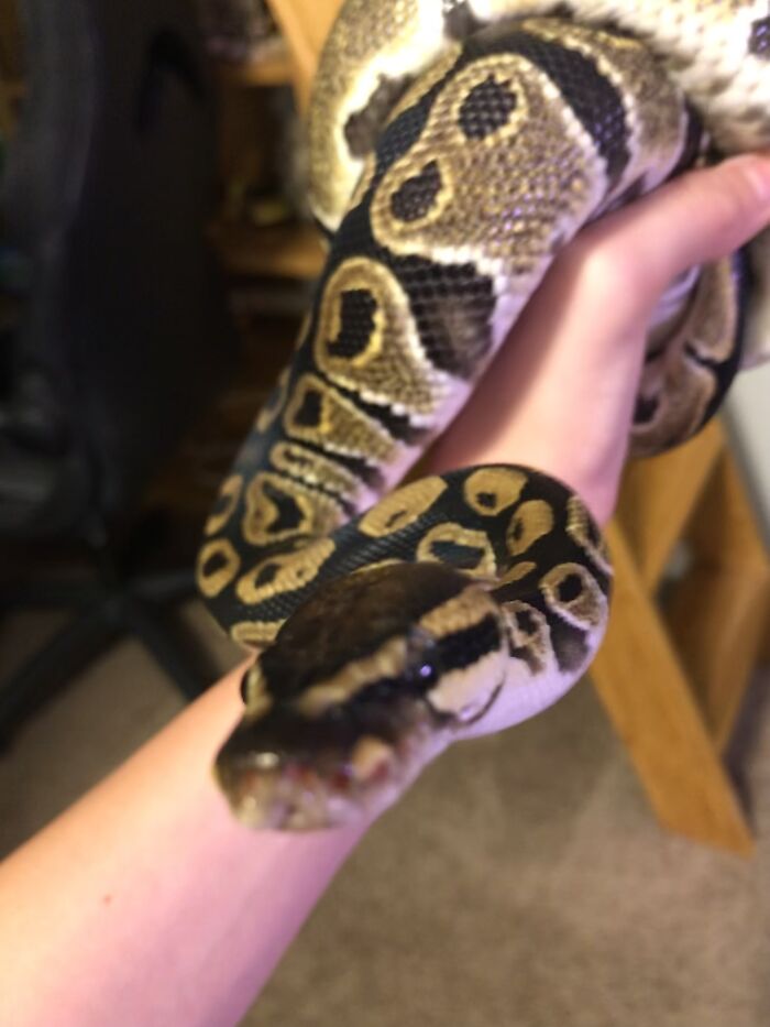 My Little Boop Noodle, Tyson.