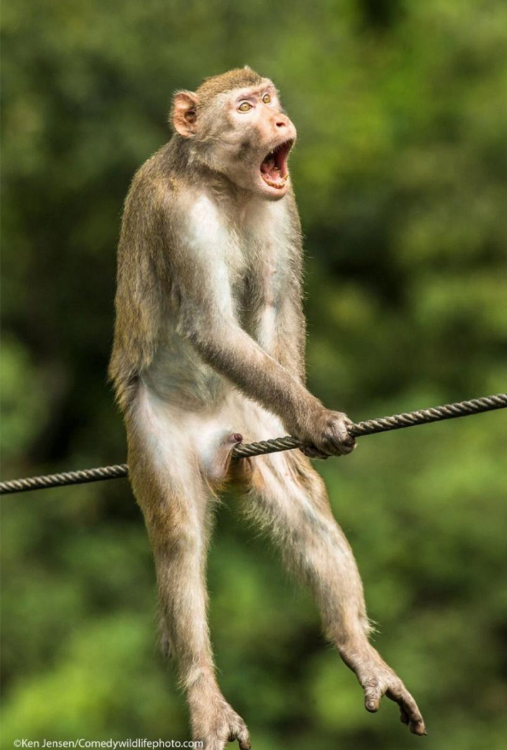 Hey Pandas, What’s The Funniest Image In Your Gallery?