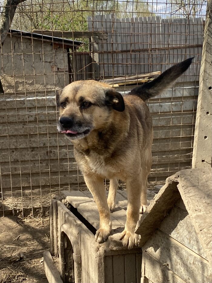 Thanks To All Pandas, We've Been Able To Help Thousands Of Animals Across War-Torn Ukraine And Here's Your Funds In Action Thanks To All Pandas, We've Been Able To Help Thousands Of Animals Across War-Torn Ukraine And Here's Your Funds In Action