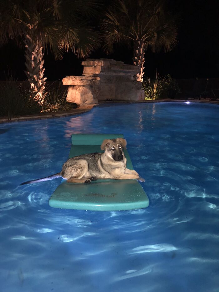 My Pool & My German Shepherd Puppy....