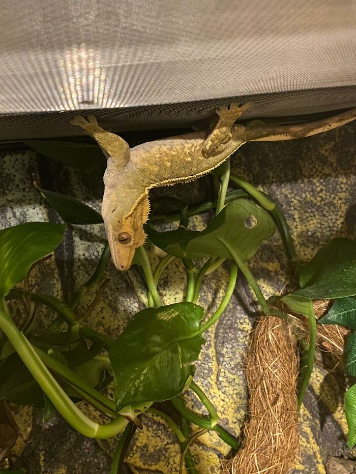 Here Is Florence Our Crested Gecko, Doing The Upside Down Reverse Cobra Yoga Pose