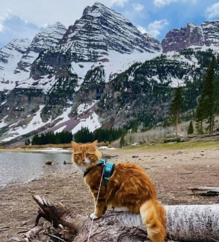 This Orange Cat Loves To Go On All Kinds Of Adventures And Brings A Smile To Everyone He Meets