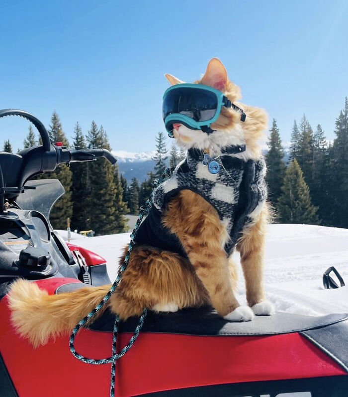 This Orange Cat Loves To Go On All Kinds Of Adventures And Brings A Smile To Everyone He Meets This Orange Cat Loves To Go On All Kinds Of Adventures And Brings A Smile To Everyone He Meets