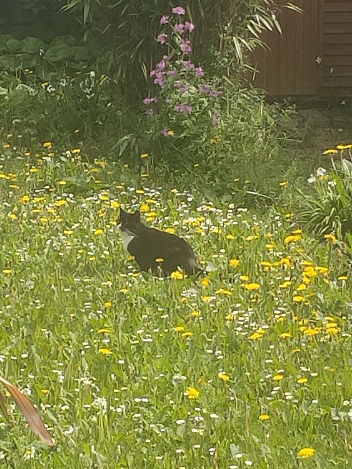 Wee Ripley Enjoying The Garden