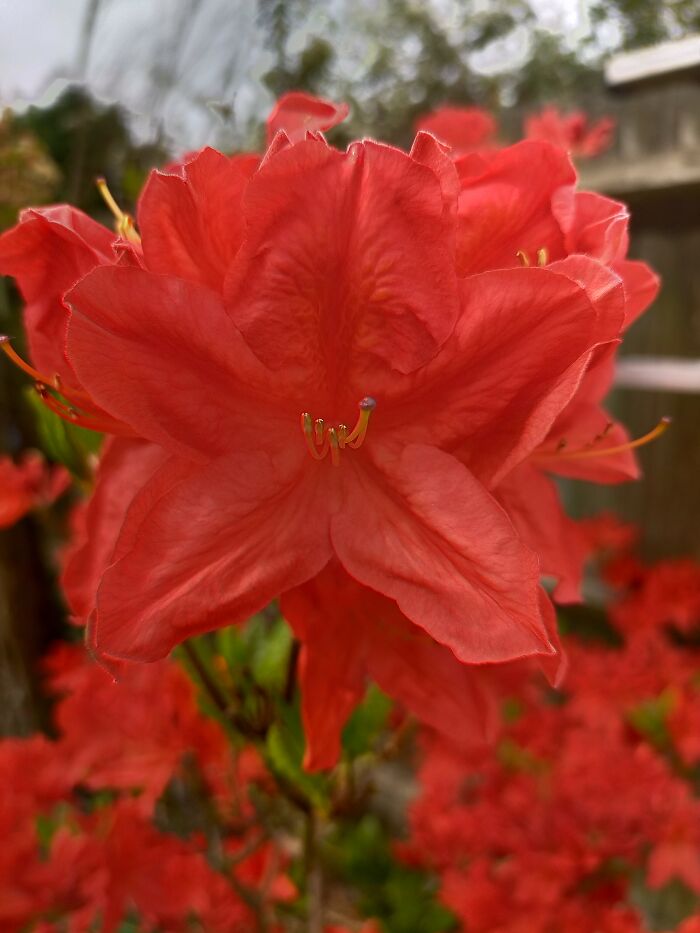 My Beautiful Azalea Bush That Looks Like It's On Fire When All It's Flowers Are Out. 🥰