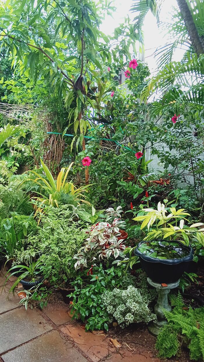My Garden. Colombo, Sri Lanka