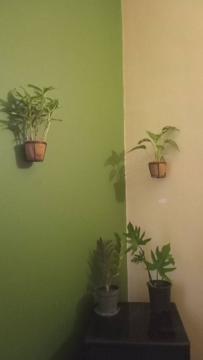 My Indoor Plants. I Love Green