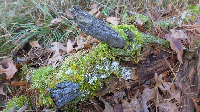 Moss And Lichens On A Log. Northern Michigan, USA.