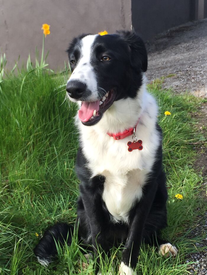 My Dog Shilo May Look Like A Border Collie But He Also Has The Breeds Burmese Mountain, Greyhound, Parson Russell Terrier And Springer Spaniel In Him As Well.