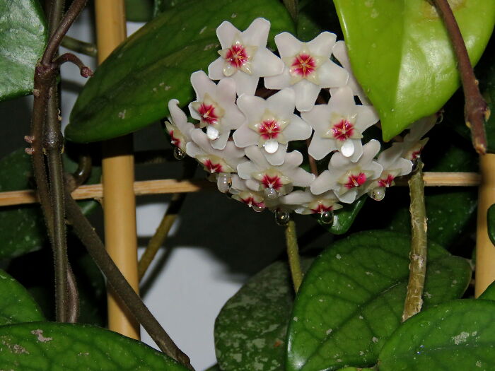 Hoya Carnosa, Beautiful "Wax" Flowers With Sweet Tears On Each