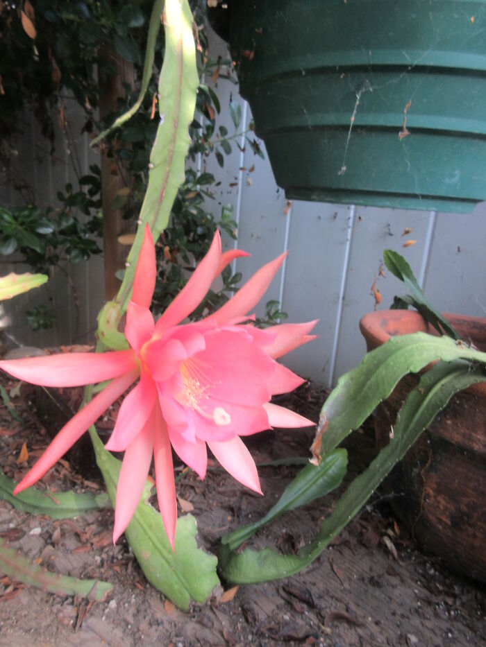 First Of The Big Epiphillium To Bloom At The New House.