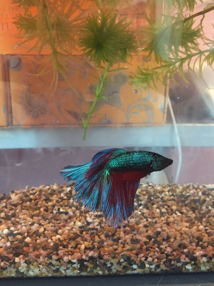 Does.... My Betta Fish Count?