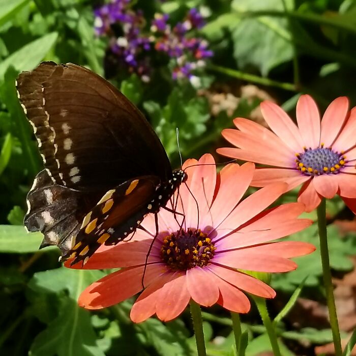 No Idea What Kind Of Flowers These Are, But The Butterfly Seems To Enjoy Them.