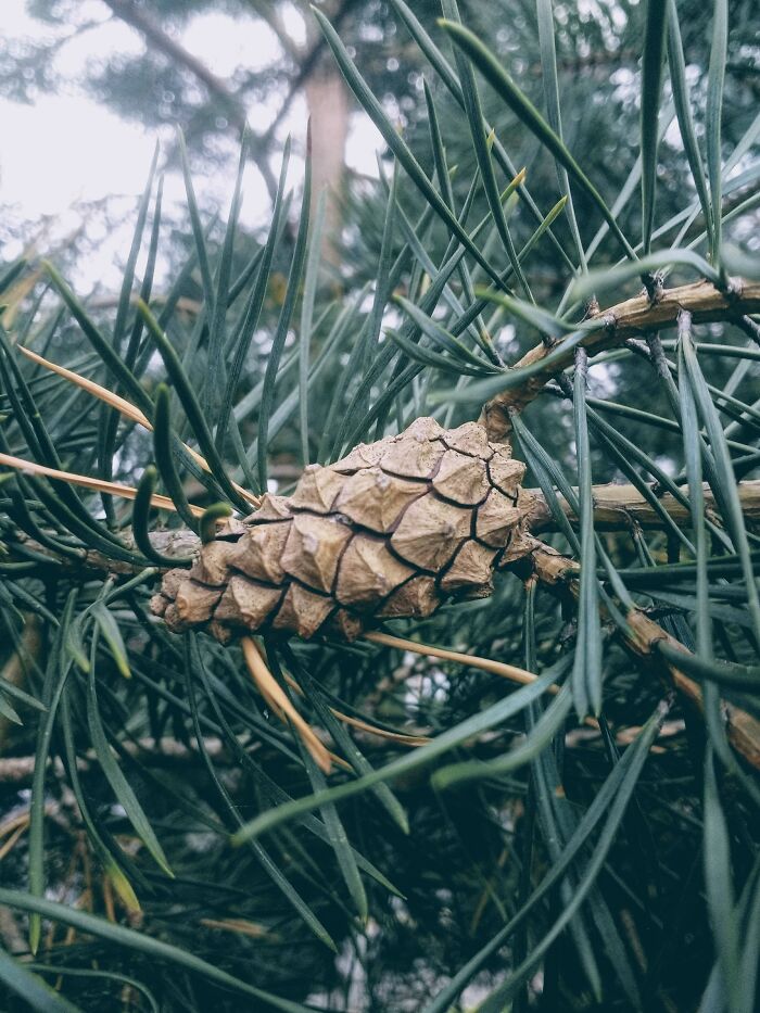 Aesthetic Pinecone From My Want-To-Be Photographer Days.