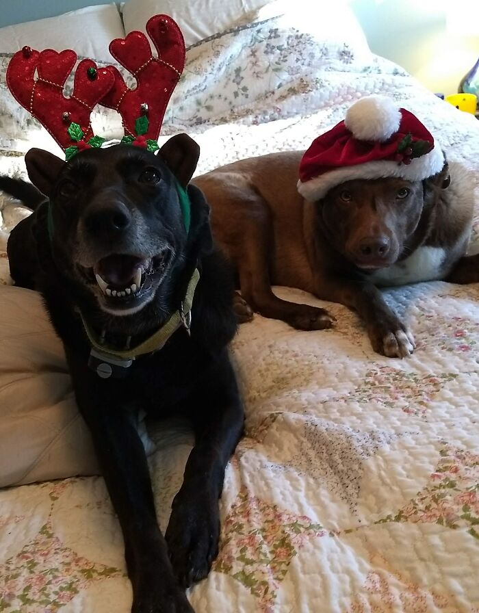 These Girls, With Me They Thick And Thin. Love Love Love Them And Miss The Blackdog, Rip 10/21.